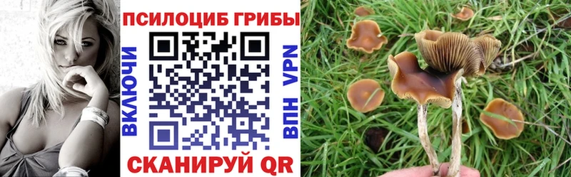 Псилоцибиновые грибы Psilocybine cubensis  МЕГА   Советск 
